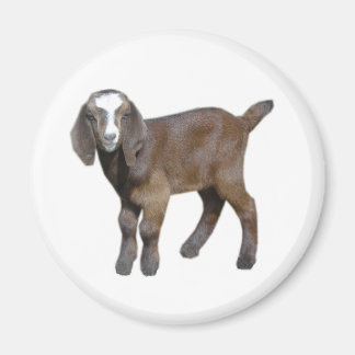 Goat baby magnet