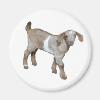 Goat baby magnet