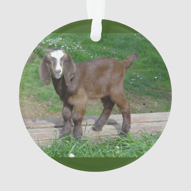 Goat baby ornament 2 pictures (Back)