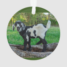 Goat baby ornament 2 pictures