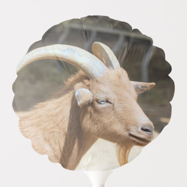 Goat Balloon (Front)
