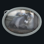 Goat Belt Buckle<br><div class="desc">From a photo taken of a black and gray goat laying down by Brenda Thour. Copyright by Brenda Thour.</div>