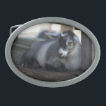 Goat Belt Buckle<br><div class="desc">From a photo taken of a black and gray goat laying down by Brenda Thour. Copyright by Brenda Thour.</div>