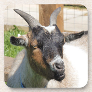 GOAT BEVERAGE COASTER