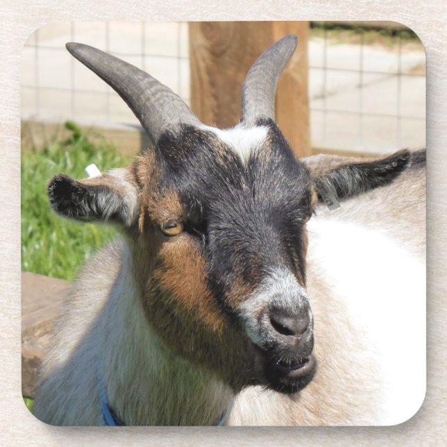 GOAT BEVERAGE COASTER (Front)