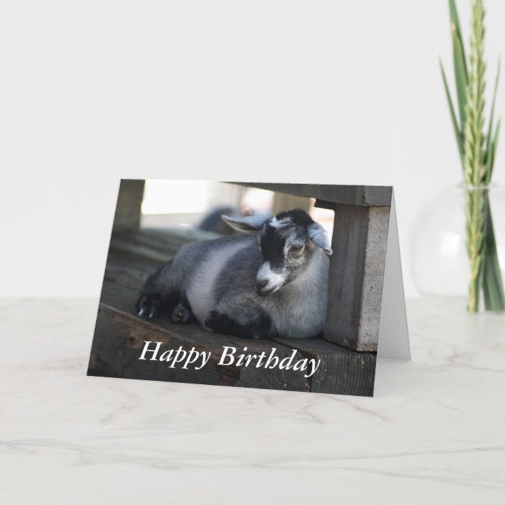 Goat Birthday Card | Zazzle