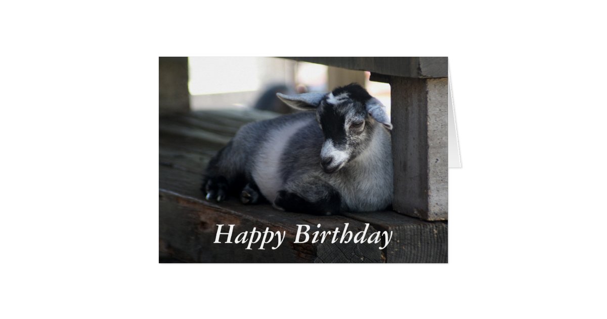 Goat Birthday Card | Zazzle.com