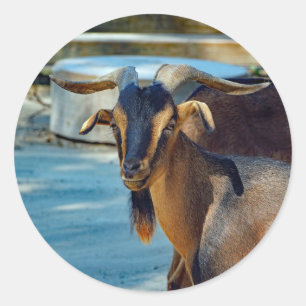 Goat Black Brown Animal Photo Classic Round Sticker