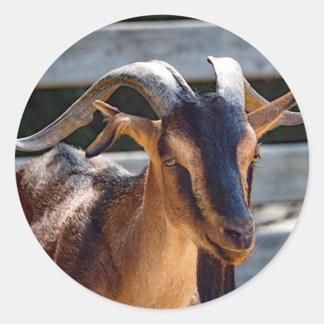Goat Black Brown Horns Animal Photo Classic Round Sticker (Front)
