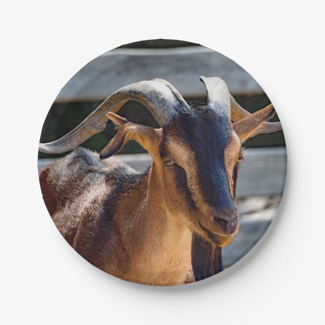 Goat Black Brown Horns Animal Photo Paper Plates (Front)