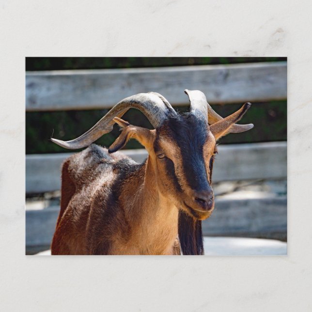 Goat Black Brown Horns Animal Photo Postcard (Front)