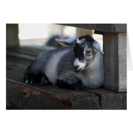 Goat Blank Card (Front Horizontal)
