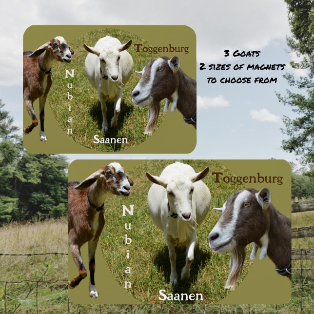 Goat Breeds Nubian Saasen Toggenburg Photographic Magnet (Creator Uploaded)