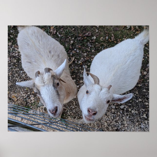 Goat Bros Poster (Front)