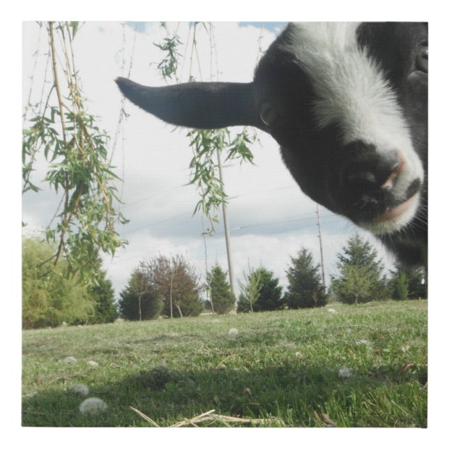 Goat canvas (Front)