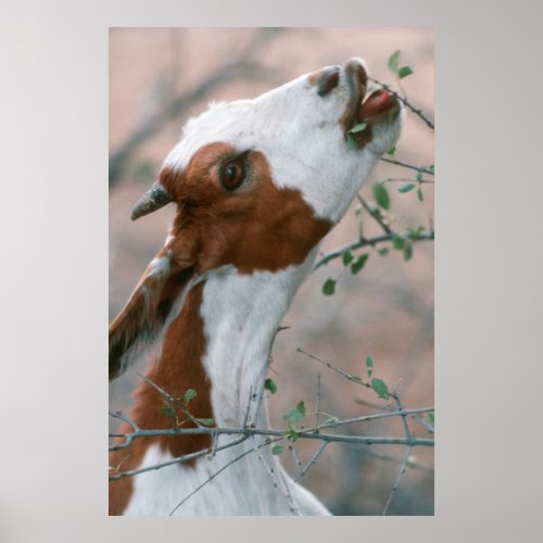 Goat Capra Aegagrus Hircus Browsing On Tree Poster