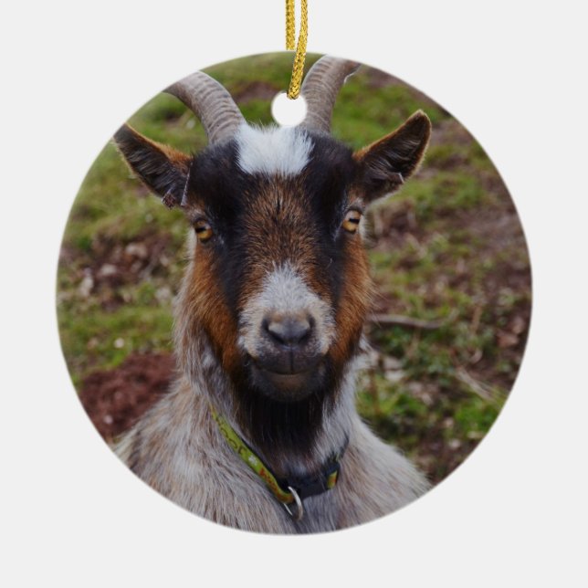 Goat close up. ceramic ornament (Front)