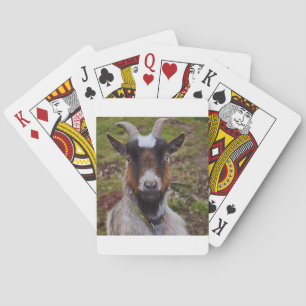 Goat close up. poker cards