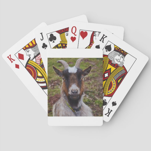Goat close up. poker cards (Back)