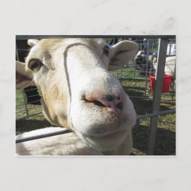 Goat Close Up Postcard (Front)