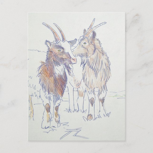 Goat drawing - The siblings Postcard (Front)