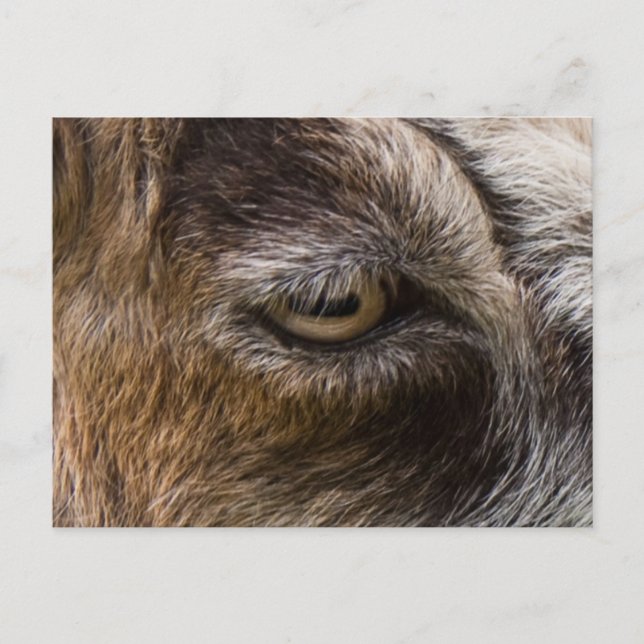 Goat eye postcard (Front)