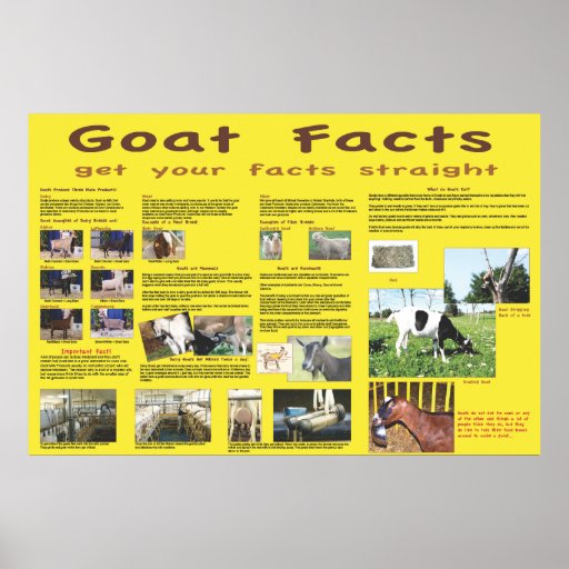 Goat Facts Poster 1
