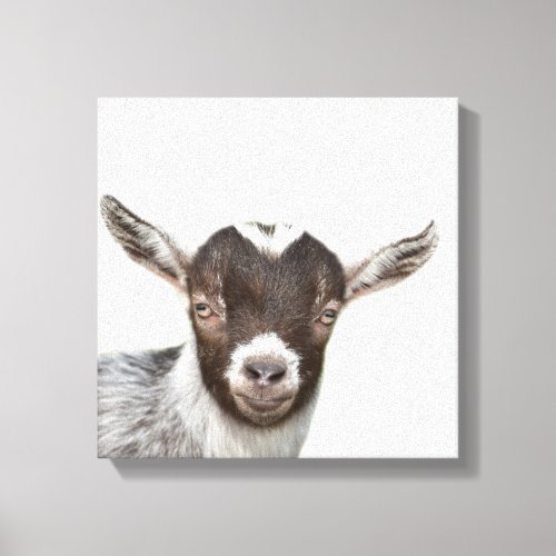 Goat farm animal peekaboo photo canvas print