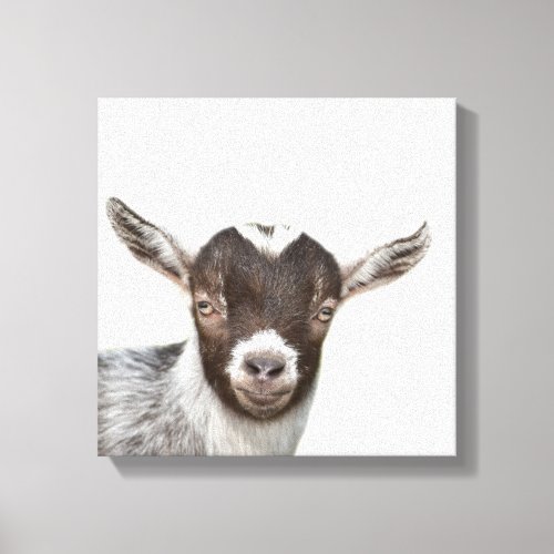 Goat farm animal peekaboo photo canvas print