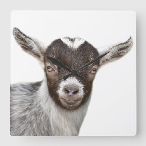 Goat farm animal photo peekaboo modern square wall clock