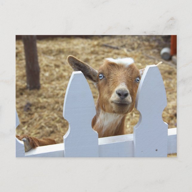 Goat Greetings Postcard (Front)