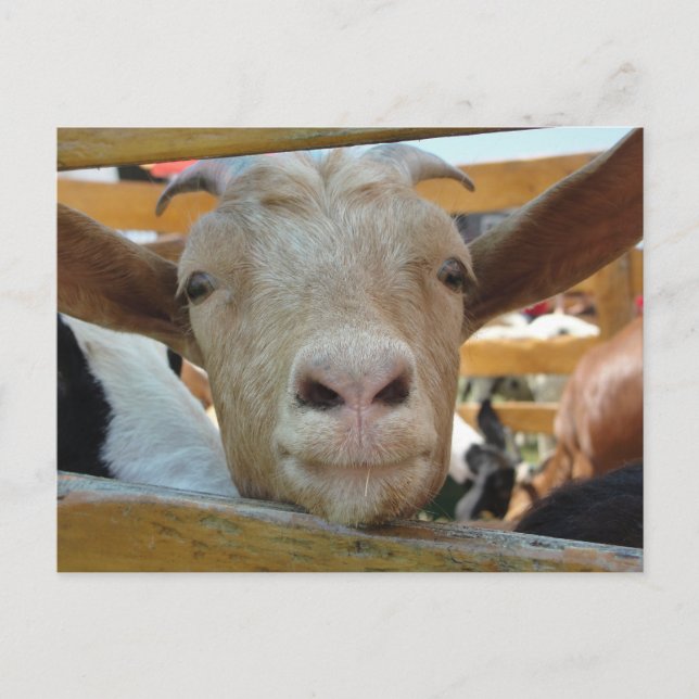 Goat Hello Postcard (Front)