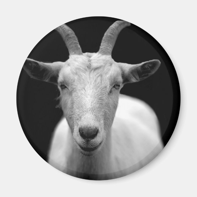 Goat horn ram custom personalize Anniversaries Magnet (Front)