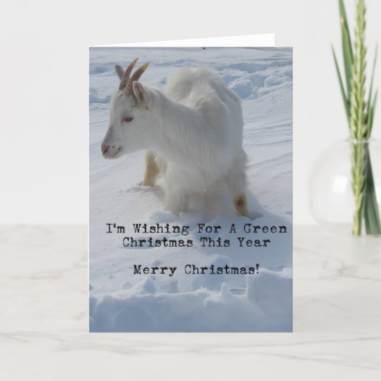 Goat In A Deep Snow Drift, Merry Christmas Holiday Card