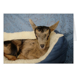 Goat in bed cards