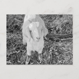 Goat in black and white postcard