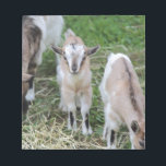goat in the farm notepad<br><div class="desc">goat in the farm</div>