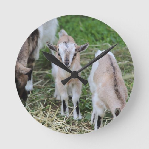 goat in the farm round clock