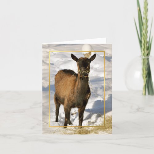 Goat in the snow Xmas card