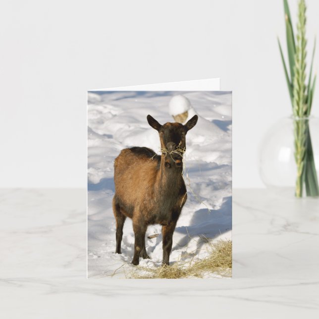 Goat in the snow Xmas card (Front)