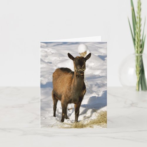 Goat in the snow Xmas card