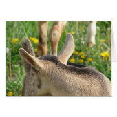 Goat Kid (Front Horizontal)