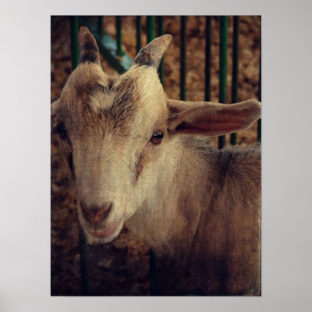 Goat Kid at the County Fair Poster (Front)