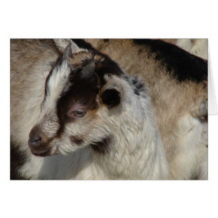 Goat Kid Cards