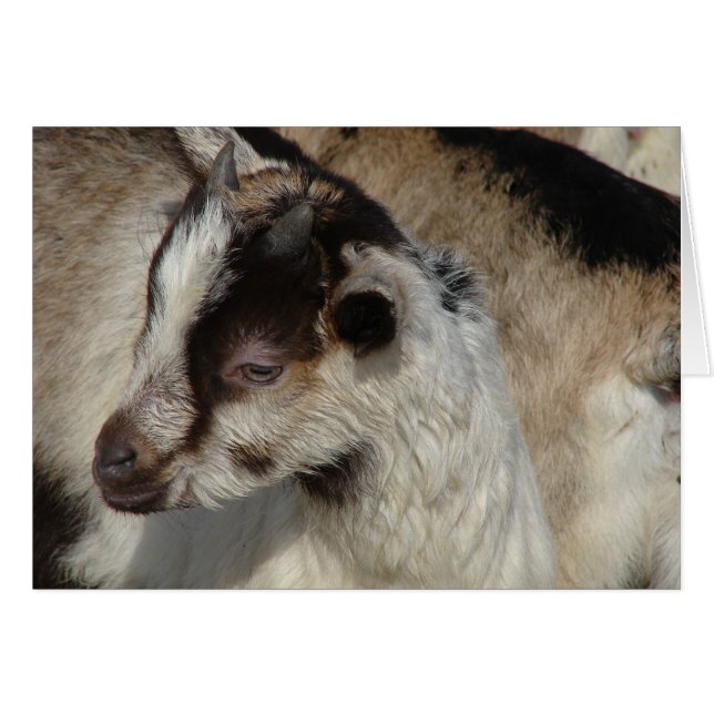 Goat Kid Cards (Front Horizontal)