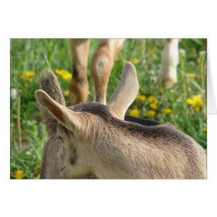 Goat Kid Cards