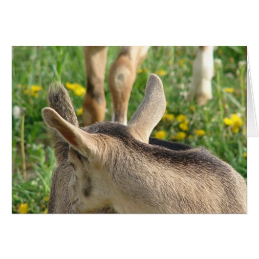 Goat Kid Cards (Front Horizontal)