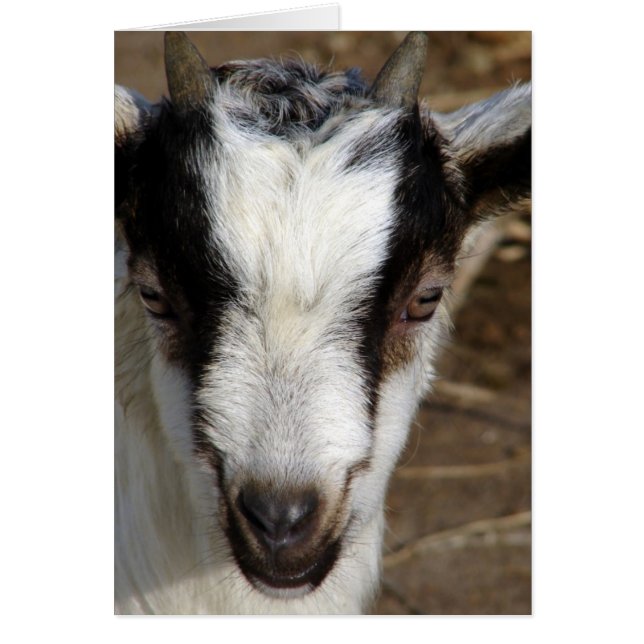 Goat Kid Cards (Front)