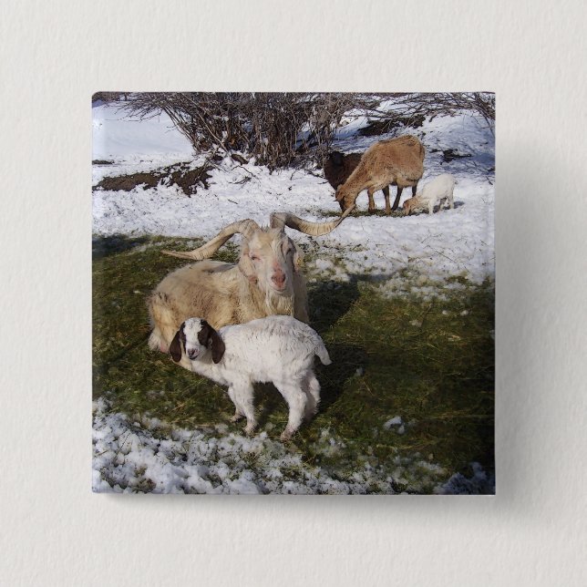 Goat Kid in Snowy Grass Button (Front)