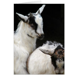 Goat Kids Cards